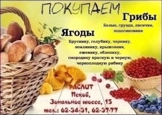 Компания "РАСЛИТ" осуществляет прием грибов и ягод!