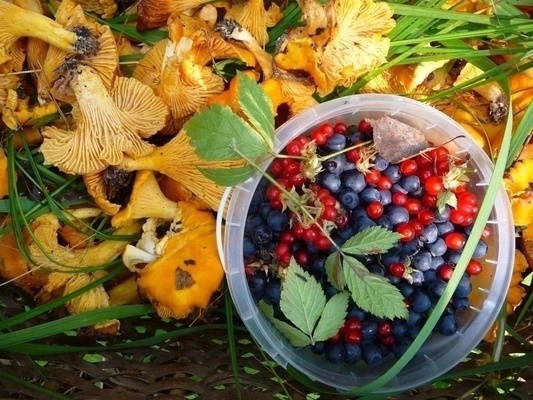 Организация закупает у населения дикорастущие грибы и ягоды.