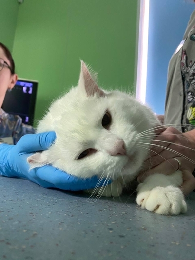 Ветеринарная диспансеризация: что нужно знать владельцам животных