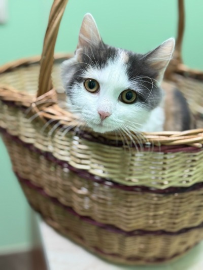 Как подготовить питомца к визиту к ветеринару: советы владельцам.