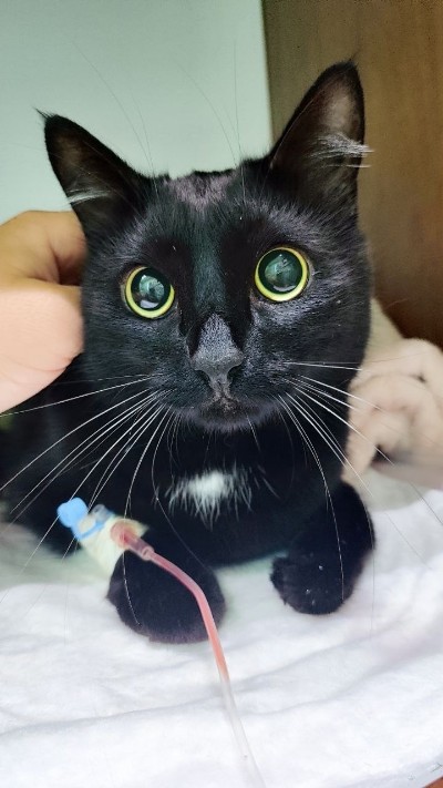 Инородные тела у домашних животных: как распознать и что делать