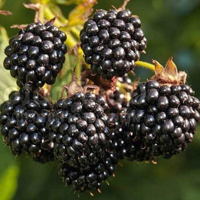 Весной (апрель-май) в продаже саженцы ежевики (2 сорта)!