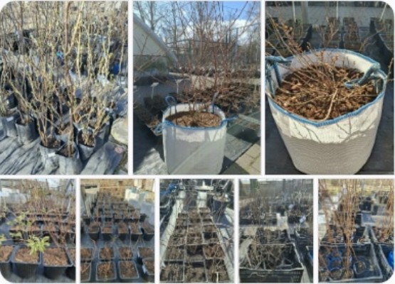 Продажа саженцев голубики и плодовых кустов в Пскове.