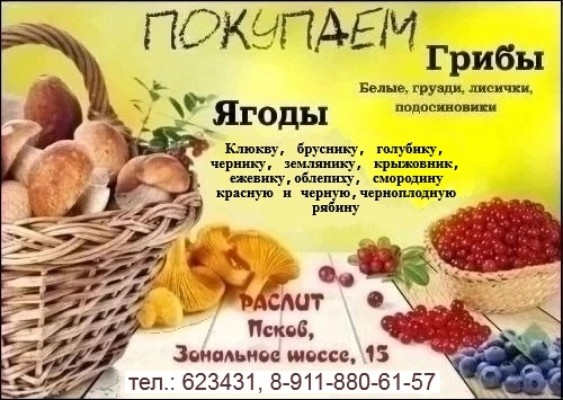 "РАСЛИТ" принимает грибы и ягоды: от лисичек до малины.